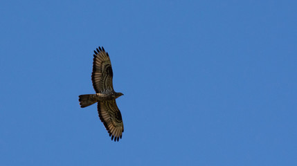 The red-footed Falcon in flight
