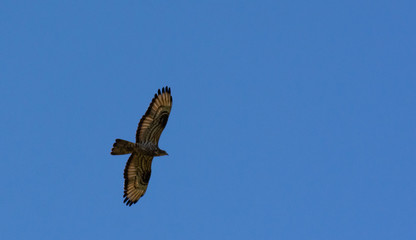 The red-footed Falcon in flight