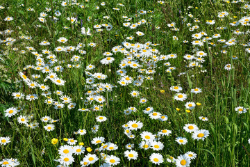 A field of blooming  daisies