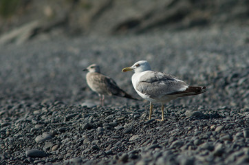 Sea gull