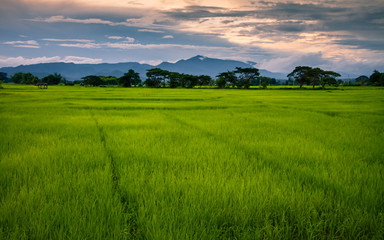 Landscape of rice field at sunset time
