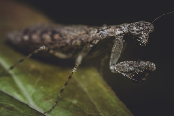praying mantis insect