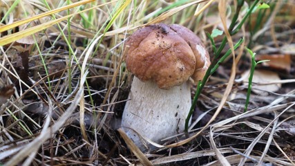 eatable mushroom boletus fungus in the forest