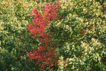 Fototapeta na wymiar Autumn background of multicolored maple trees developing in the wind