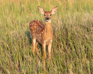 Whitetail fawn on a sunny morning