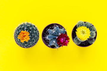 Bright photo of small cactus set with blooming flowers on isolated yellow surface. Background with text space. Succulent plants in tiny pots. Minimalist funny home decor style
