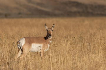 Pronghorn Antelope Doe
