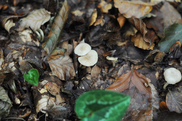 mushrooms in the autumn forest
