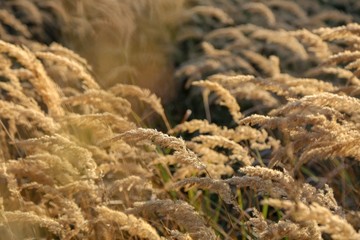 sun flare grass