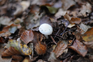 mushrooms in the autumn forest