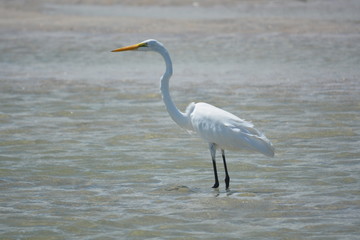 Great White Haron, Vilano Inlet, Florida
