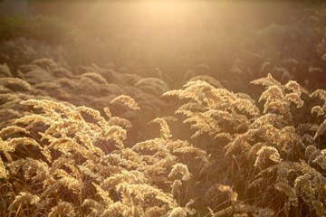 sun flare grass