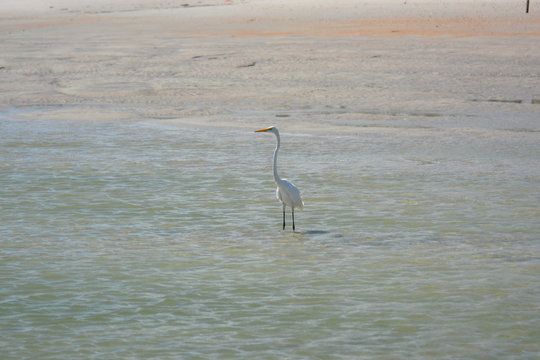 Great White Haron, Vilano Inlet, Florida
