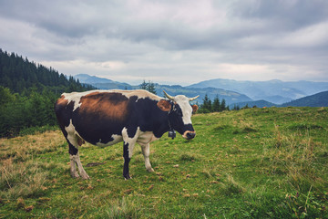 cows grazing in a meadow near the mountains