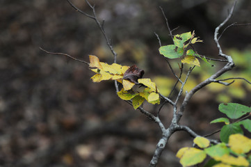 Autumnal yellow dried leaves