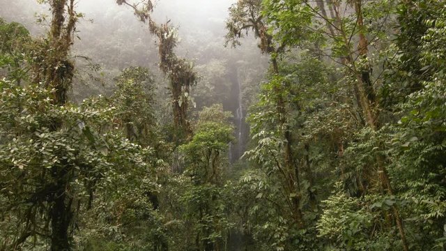 Interior of very humid cloud forest with a waterfall in background. Trees are festooned with epiphytes, moss and large leaved vines family Araceae. On western slopes of the Andes near Mindo, Ecuador