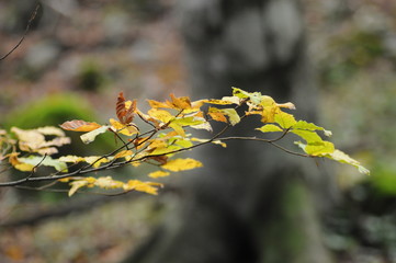 Autumnal yellow leaves