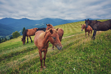 Obraz premium herd of horses is grazed