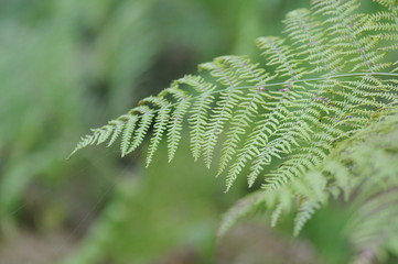 autumn fern in the woods