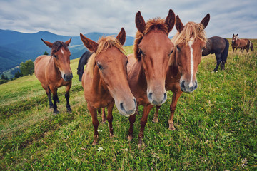 herd of horses is grazed