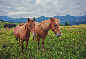 Horses, feeding on grass at high-land pasture at Carpathian Mountains