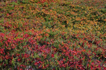 Morning sun shines on fall colored leaves at Heather Meadow in the Mount Baker wilderness