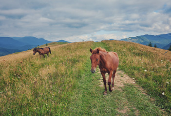 herd of horses is grazed