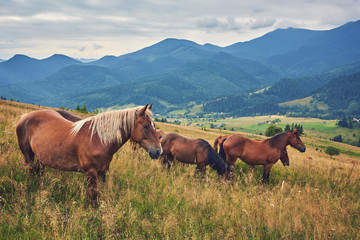 Obraz premium Horses in mountain valley.