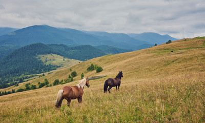 Fototapeta na wymiar Horses in mountain valley.