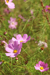 Fototapeta premium autumn flowers,Beautiful Autumn Cosmos,Cosmos Fall Autumn Landscape