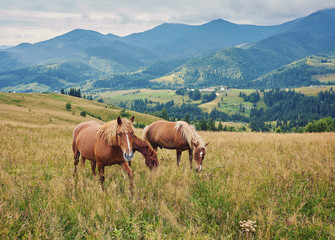 herd of horses is grazed