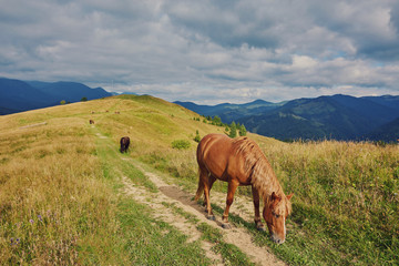 Horses in mountain valley.