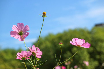 autumn flowers,Beautiful Autumn Cosmos,Cosmos Fall Autumn Landscape