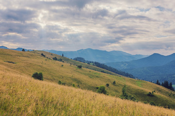 forested rolling hill on a cloudy day. lovely nature scenery of mountainous countryside.