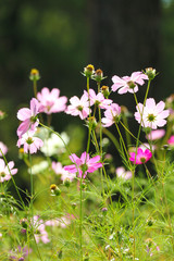 autumn flowers,Beautiful Autumn Cosmos,Cosmos Fall Autumn Landscape