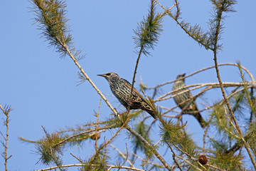 Star, Sturnus vulgaris, in den Zweigen einer Lärche
