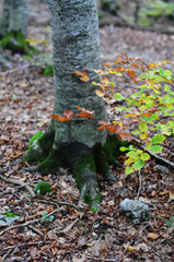 the autumn forest