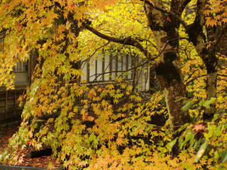日本の紅葉