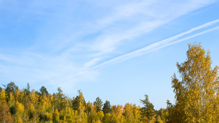 Fototapeta premium Beautiful autumn forest. Yellow trees against the blue sky
