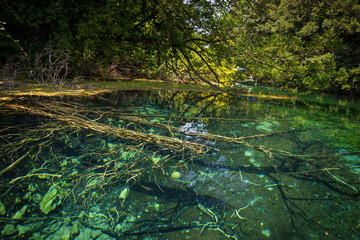 Sunken trees