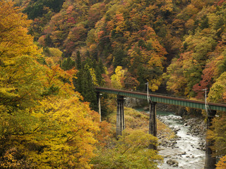 日本の紅葉