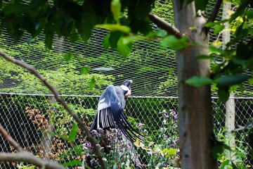 Vulture in cage