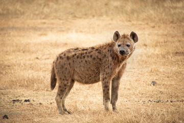 Hyena