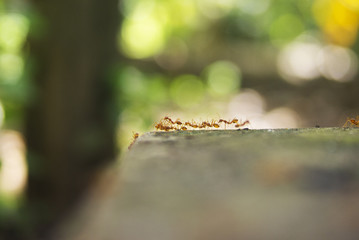 Ants with a natural background