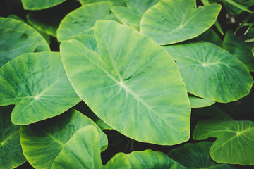 huge plant leaf closeup, tropical plants leaves macro