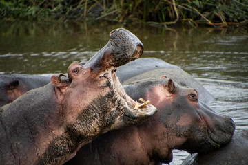 Hippo with mouth open