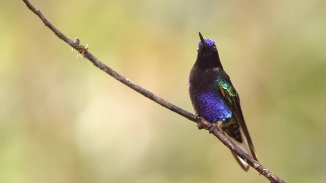 Velvet-purple Coronet (Boissonneaua jardini) hummingbird perching in humid montane rainforest on the western slopes of the Andes near Mindo, Ecuador