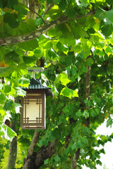 Autumn sky landscape,The sycamore of the autumn sky,Autumn leaves informing of autumn