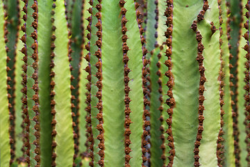 Euphorbia canariensis. Canary Island cactus.

