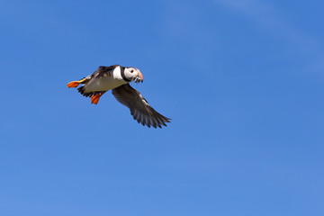 Puffin in Flight with Sand Eel